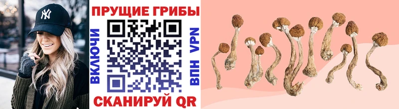 гидра tor  купить закладку  Старая Купавна  Галлюциногенные грибы Magic Shrooms 