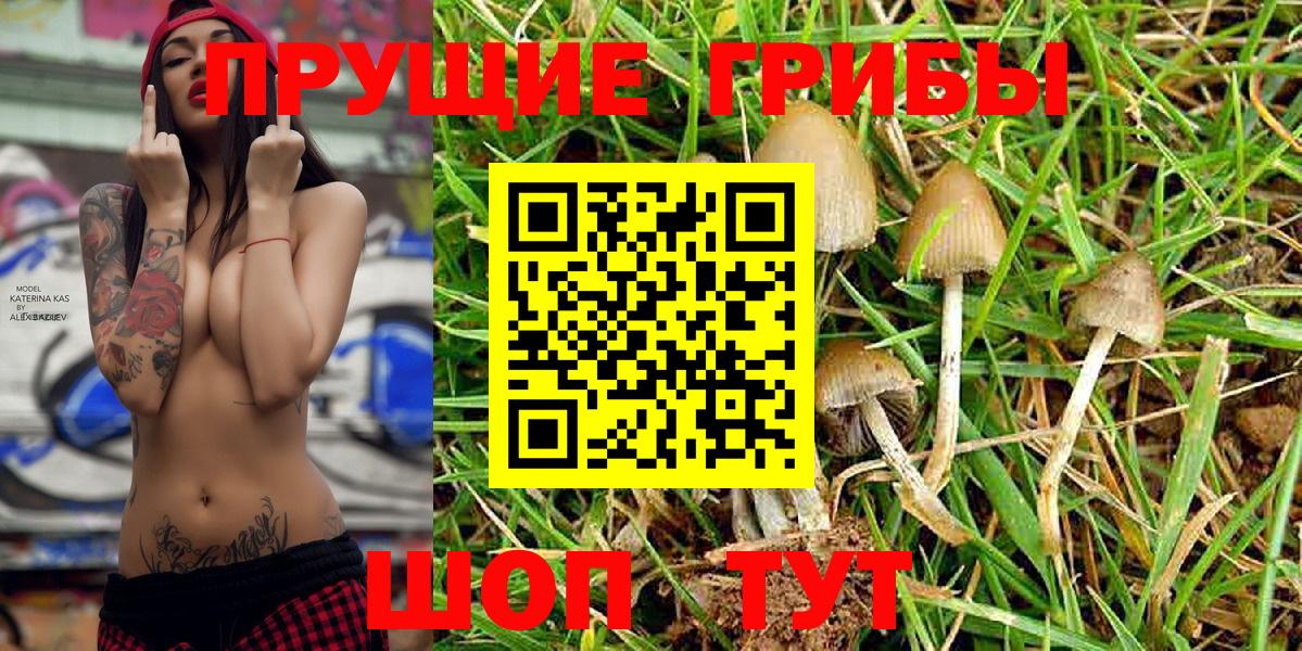 Галлюциногенные грибы Psilocybine cubensis Старая Купавна